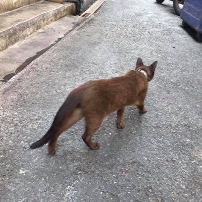 #SiameseCat シャム猫 タイ猫/ #ThaiFoods タイ飯 タイ中華 / #ThaiLife #ThaiBeer 焼酎 白酒 ウィスキー/バンコク再開発/ #LearningThai タイ語