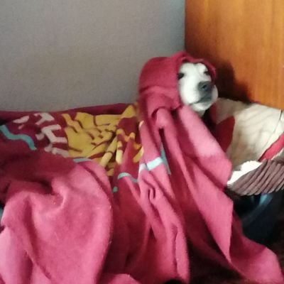 Beardybarber's profile picture. Referee and West Ham Supporter.