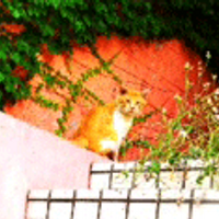 me2010 (@shiroturu) Twitter profile photo
