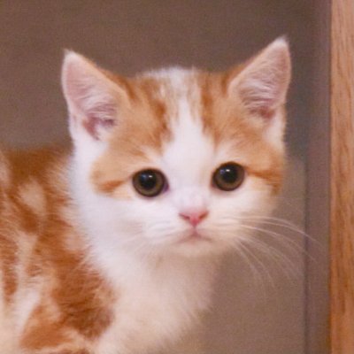 こなつのプロフィール写真