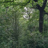 SallyN🍃💚🍃🦇🦇🦎🦎 (@sallyn69461571) Twitter profile photo