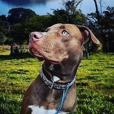 Join👉 our Pitbull lover community🇺🇲🇺🇲🐶
follow👍 us for a Daily dose of Pitbull 
🔔 Follow us & Turn on Notification
📩 DM for Feature