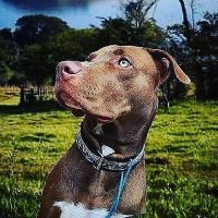 Pitbulllover🇺🇸(@Pitbulllover869) 's Twitter Profile Photo