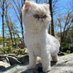 CryptoKitties (@cryptokltties) Twitter profile photo CryptoKitties (@cryptokltties) Twitter profile photo