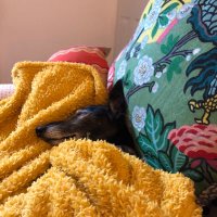 Toppoppydog (@tpoppydog) 's Twitter Profile