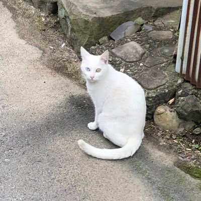 愛媛県は松山在住の英会話と生け花とプロレスとトレーニングが好きな整体師です。 オネ兄と呼ばれたり、レスラーと呼ばれたりします。近くに住む方、共通の趣味の方大歓迎です。 ホームページはhttps://t.co/UI38OfbHqnです。