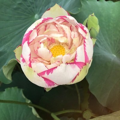 a2135WbcH3NloVt's profile picture. 