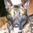 TheK9Billy's profile image