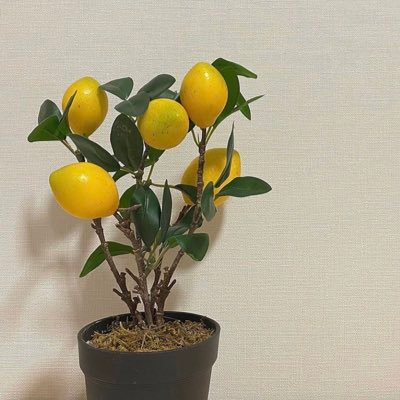 ちゃむさんのプロフィール画像
