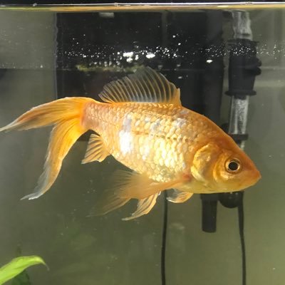 Alfred II (1986-2002) Alfred III (2013-2022)