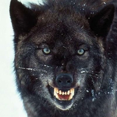 Waya12wolf Profile Picture