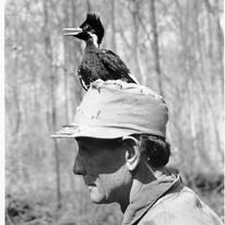 The key to happiness is always go around with an Ivory Bill Woodpecker on your head.