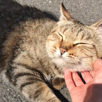 街角ネコチャンネル 子猫はなんと健気で可愛いのでしょう T Co Ldfcs7kpcq 地域猫 野良猫 保護猫 感動猫 Cat 鳴き声 街角ネコブログ 街角ネコチャンネル 街角ネコチャンネル 子猫はなんと健気で可愛いのでしょう T Co Ldfcs7kpcq 地域猫 野良猫 保護猫 感動猫 Cat 鳴き声 街角ネコブログ 街角ネコチャンネル