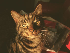 catanddognews's profile picture. News and links to stories about cats and dogs