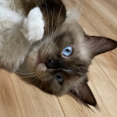 guY7XRnGJKZYRTl's profile picture. 無言フォローお許しください。