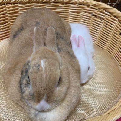 ミニウサギ🐰ティナ♀７歳🐰エイト♂2歳🐶カニヘンダックスフンド♀マリン１３歳宜しくお願いします🙇🏼‍♀️🐰🐰🐶😊💕無言フォロー大歓迎です☺️🐰🐰🐶💕こちらからの無言フォローお許しください🙇🏼‍♀️