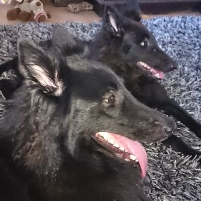 XDreamless1's profile picture. 