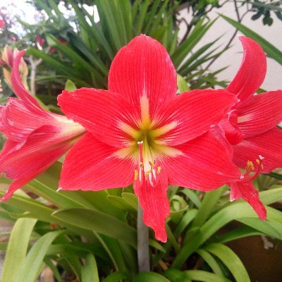 short_guts's profile picture. Techie