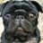 Pug_addict's profile image