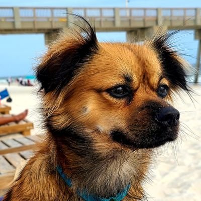 majorscarlet6's profile picture. I'm a dad, foodie, food blogger, and almost chef.  I'm going to share my foodie world with you.  Food is my love language #panamacity #florida