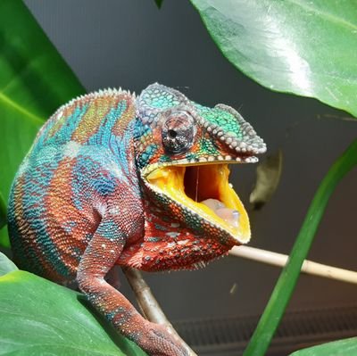 tagadobudoire's profile picture. Quand caméléon fâché, lui toujours faire ainsi... 🚲 🦎😷💉☢⌚