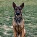 K9 Tar/Vili (@psdk9tar) Twitter profile photo K9 Tar/Vili (@psdk9tar) Twitter profile photo
