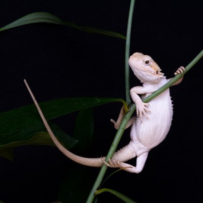 steveo123123's profile picture. 写真家