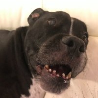 irine sokolovski (@irinesokolovski) 's Twitter Profile