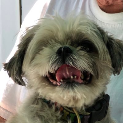 One eyed shih-tsu, Loves to eat, take walks, and spend time with the family.  Tolerates cats, but is a people person- 💯 percent ❤️