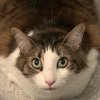 E-Marie (@fiddlestix007) 's Twitter Profile