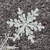 If you are wondering “Why the snowflake,” you are overthinking it. It’s just a snowflake.