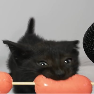 waveflunktion's profile picture. born to :3 forced to :)