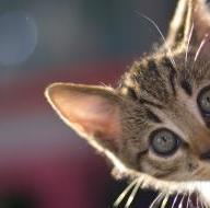 why_no_openid's profile picture. Alleen maar geautomatiseerde commits :)