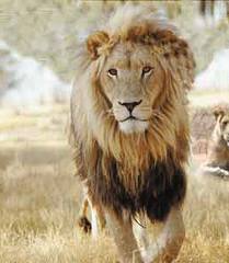 yarivbavli's profile picture. Fun-loving educator and writer of articles relating to cinema and history.