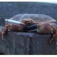 drunk possum sauce (@drunkpossumlite) 's Twitter Profile