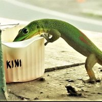 Ultra MAGA Kini(@KiniAlohaGuy) 's Twitter Profile Photo