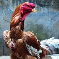 Geraldo, o galo (@galodocaminhao) 's Twitter Profile