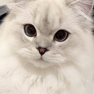 Anastas92199251's profile picture. Q