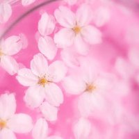 チェリーブロッサム (@charryblossam_2) Twitter profile photo