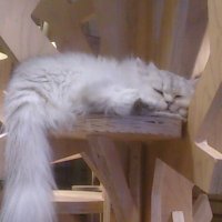 天池のぞむ 『最強は田舎農家のおっさん』コミカライズ連載中! (@amaikenozomu) 's Twitter Profile Photo 天池のぞむ 『最強は田舎農家のおっさん』コミカライズ連載中! (@amaikenozomu) 's Twitter Profile Photo