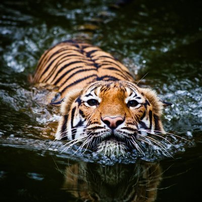 hellodollyo's profile picture. 25/F/Lesbian! I love BNHA, death note, AOT and a lot of different anime's.