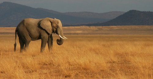 Amboseli National Park - Africa Elephant Park.