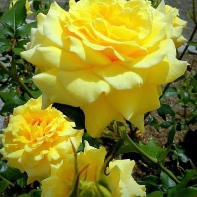 Mahmuda17941732's profile picture. Nothing