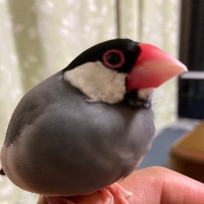 我が家の桜文鳥🌸の動画を投稿してます。 文鳥好きな方是非フォローお願いします😊 またYouTubeも始めましたので良かったら見てください🤗 ⬇️⬇️⬇️⬇️⬇️