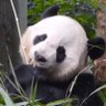 YanyanKitty1's profile picture. Panda lover. Love my Bei Bei & Xiao Qi Ji 💜🐼🐼💜 forever❣️