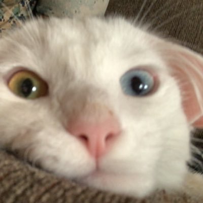 metalheadedpunk's profile picture. Just a metalheadedpunk 🤷🏽‍♀️ avid concert junkie 🪨 🎸