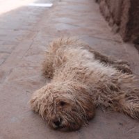 cheetah (@pyonpyon250) Twitter profile photo