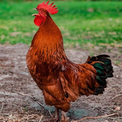 kirlian76's profile picture. Random