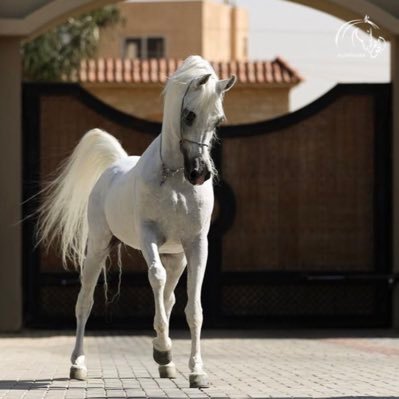 احبك ولا تسال عن الأسباب