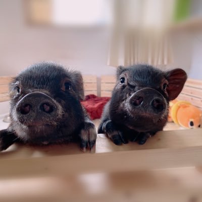 2020年2月24日生まれのマイクロブタの兄妹、WuちゃんとFuくん🐽💕 無断フォロー失礼します🙇‍♀️